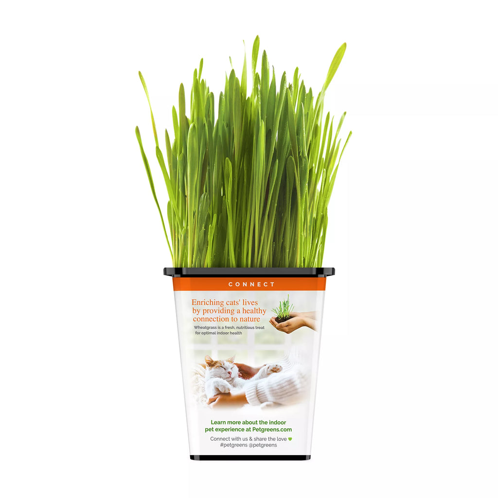 Pet Greens 100% Organic Wheatgrass Live Cat Grass