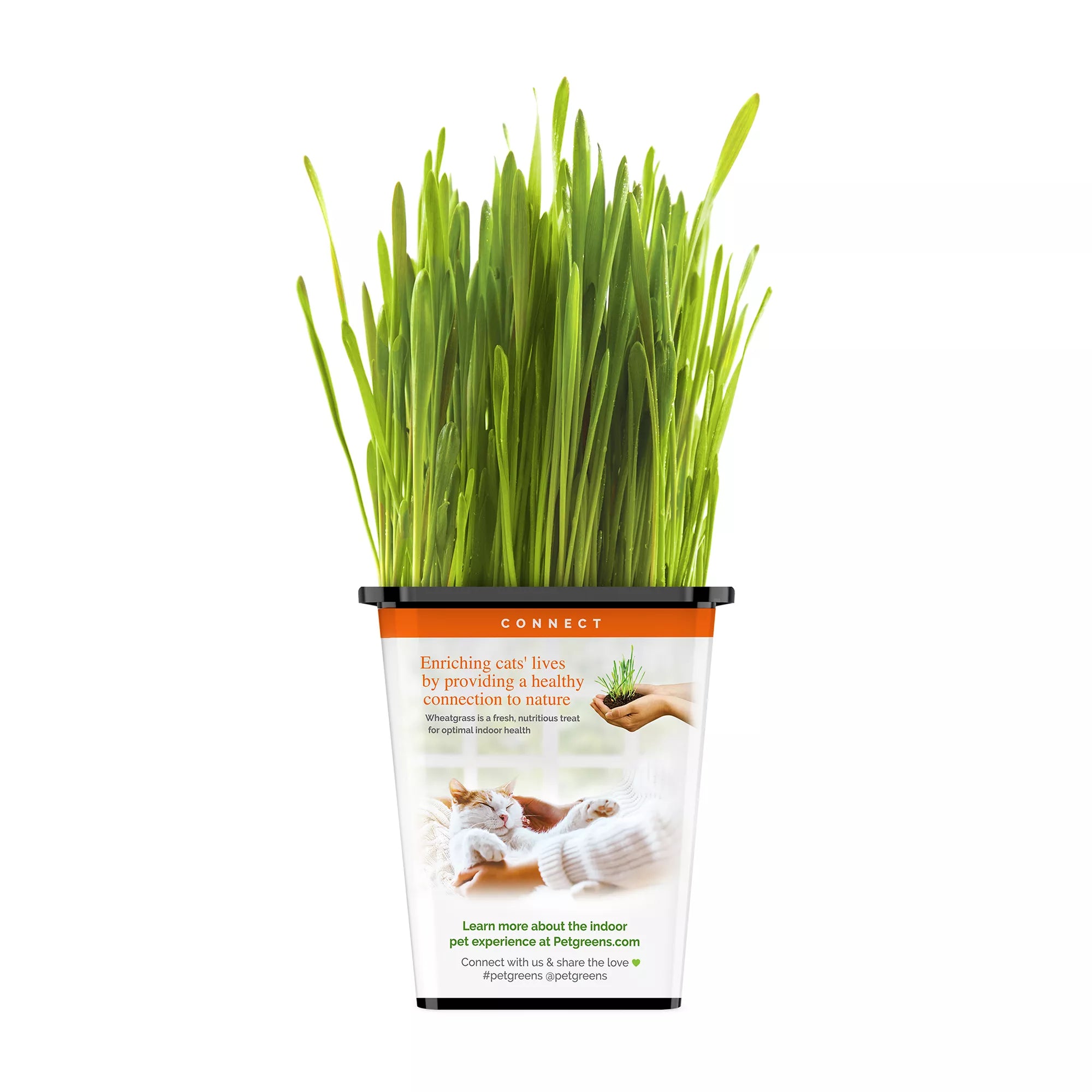 Pet Greens 100% Organic Wheatgrass Live Cat Grass