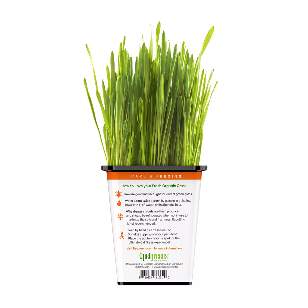 Pet Greens 100% Organic Wheatgrass Live Cat Grass