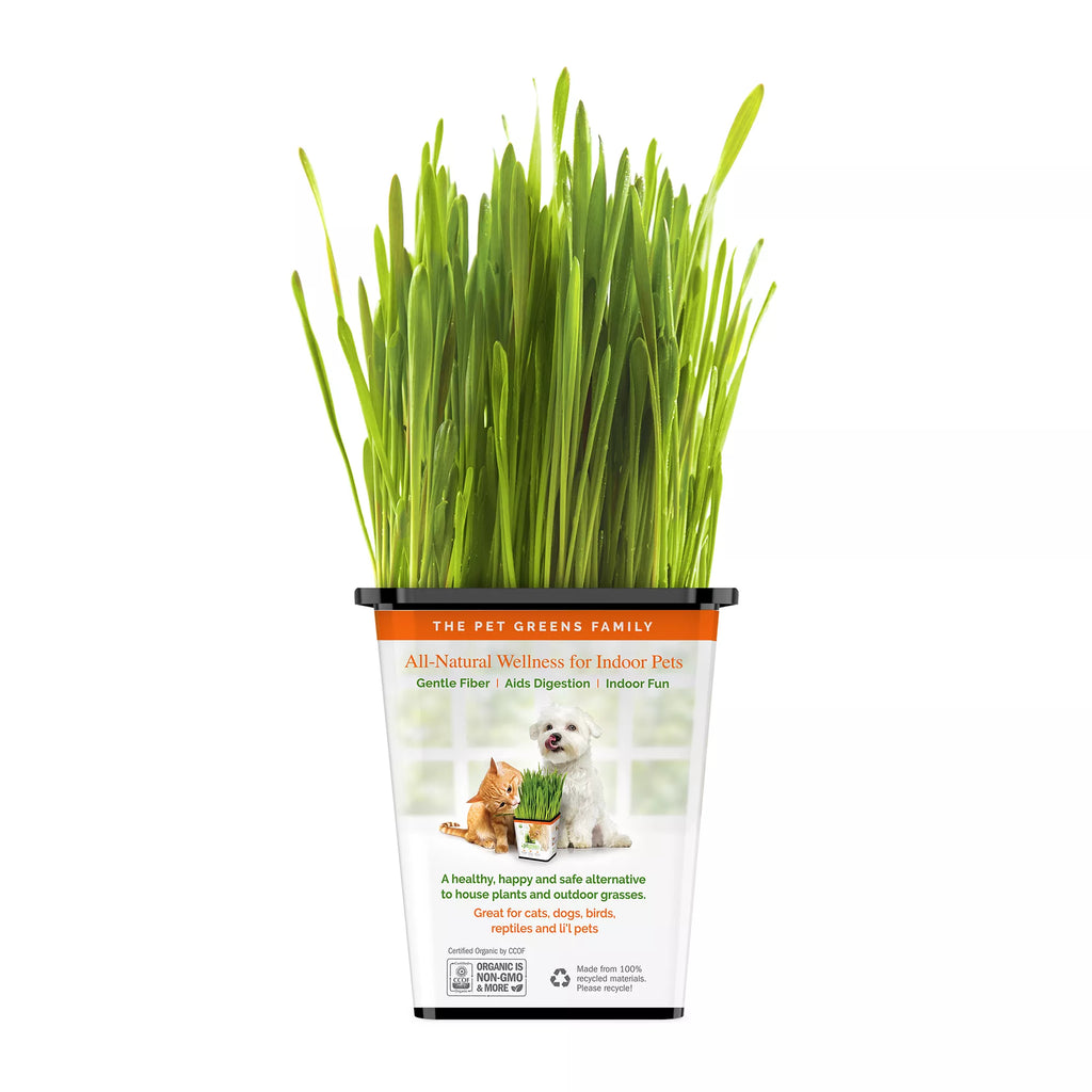 Pet Greens 100% Organic Wheatgrass Live Cat Grass
