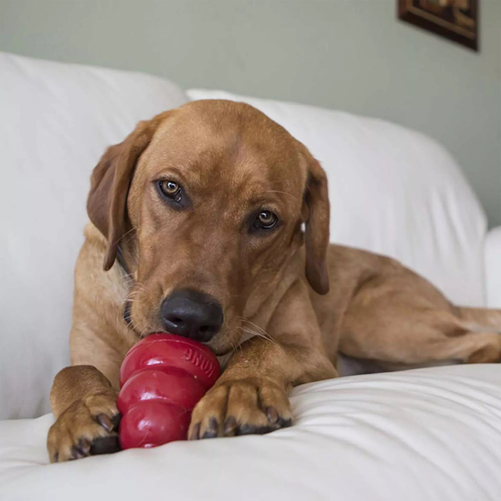 KONG Snacks Peanut Butter Dog Treat