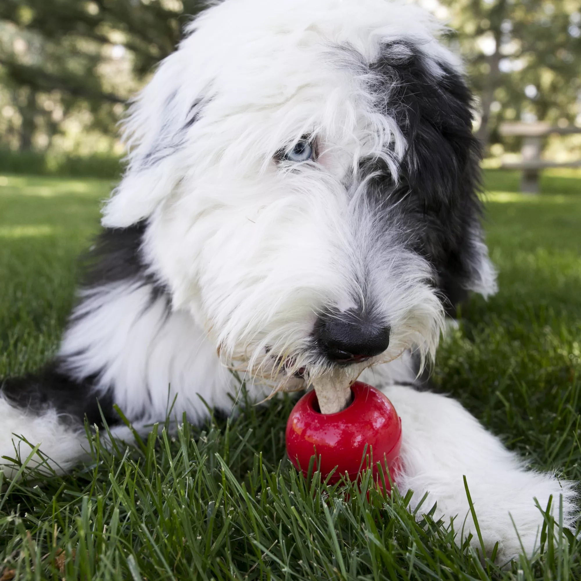 KONG ZiggiesDog Treat