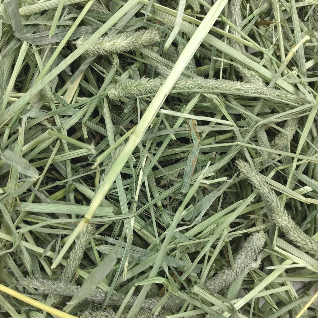 Oxbow Western Timothy Hay