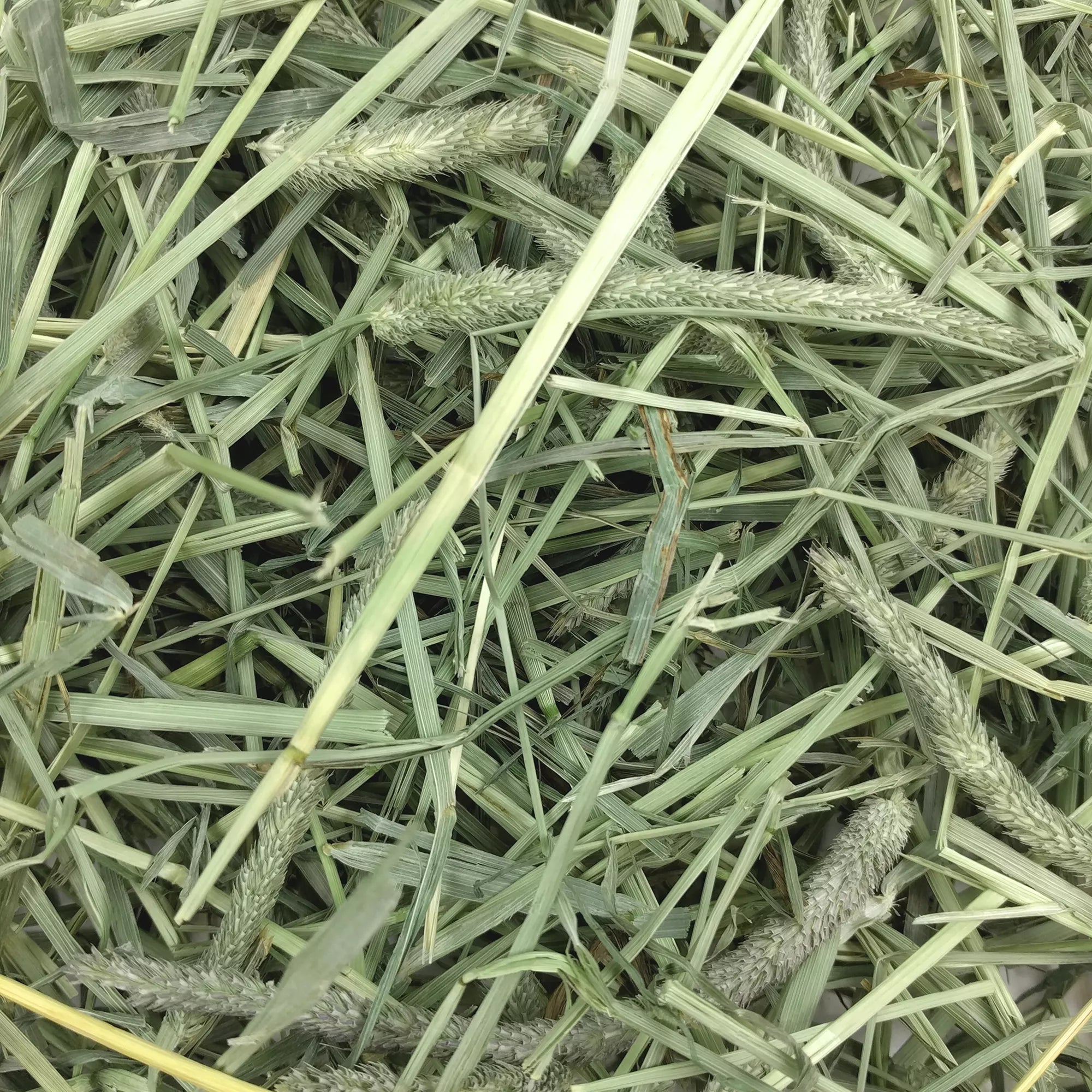 Oxbow Western Timothy Hay