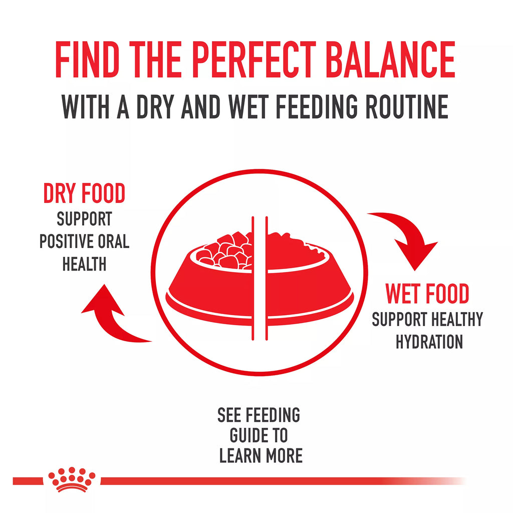 Royal Canin Feline Breed Nutrition Maine Coon Breed Adult Dry Cat Food