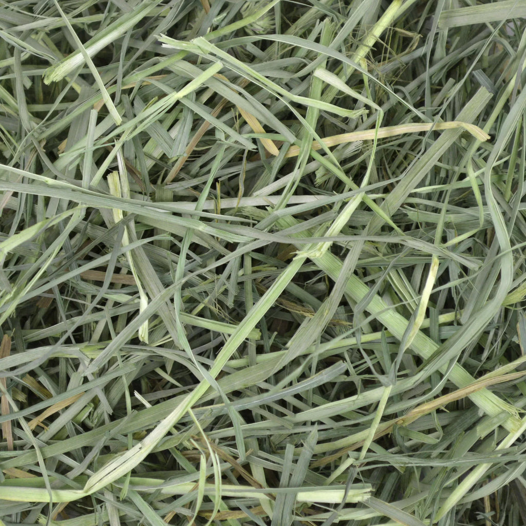Oxbow Orchard Grass