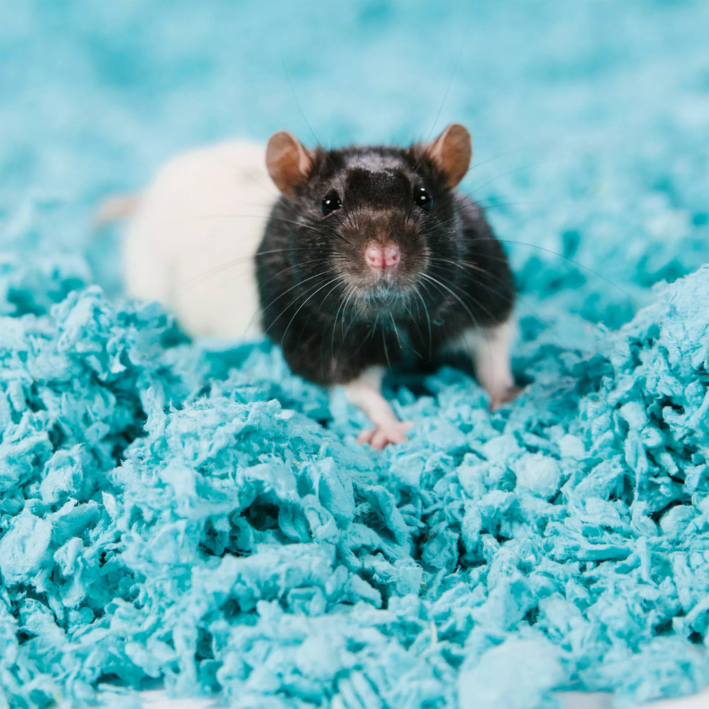carefresh Colorful Creations Small Pet Bedding - Blue