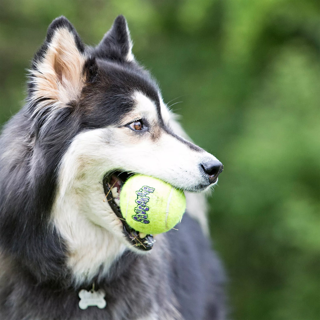 KONG AirDog Tennis Ball Set Squeaker Dog Toy - 6 Pack