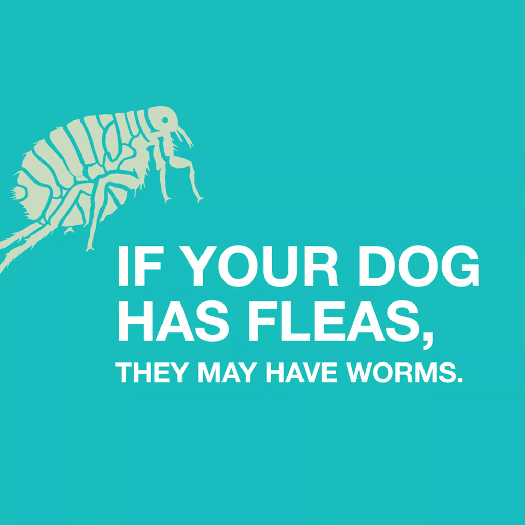 Elanco Tapeworm Dewormer Tablets for Dogs