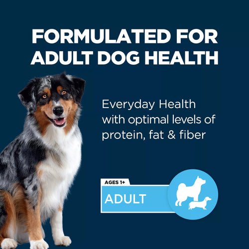 Authority Everyday Health Adult Wet Dog Food - 13 Oz.