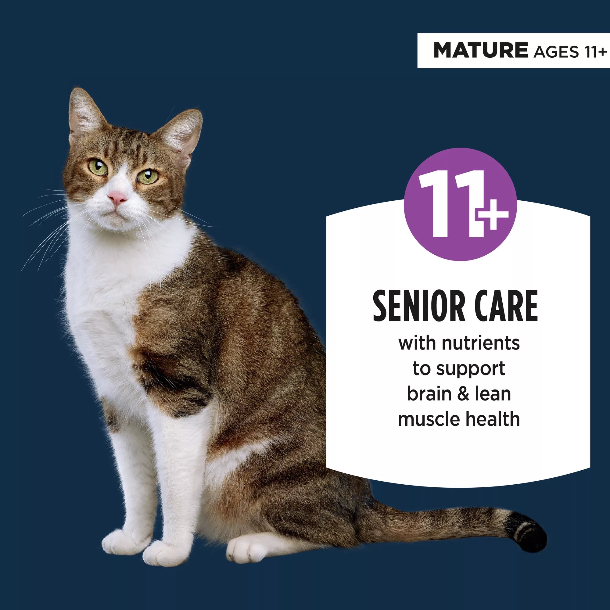 Authority Everyday Health Senior Cat Wet Food - 3.0 Oz, Pate, With-Grain