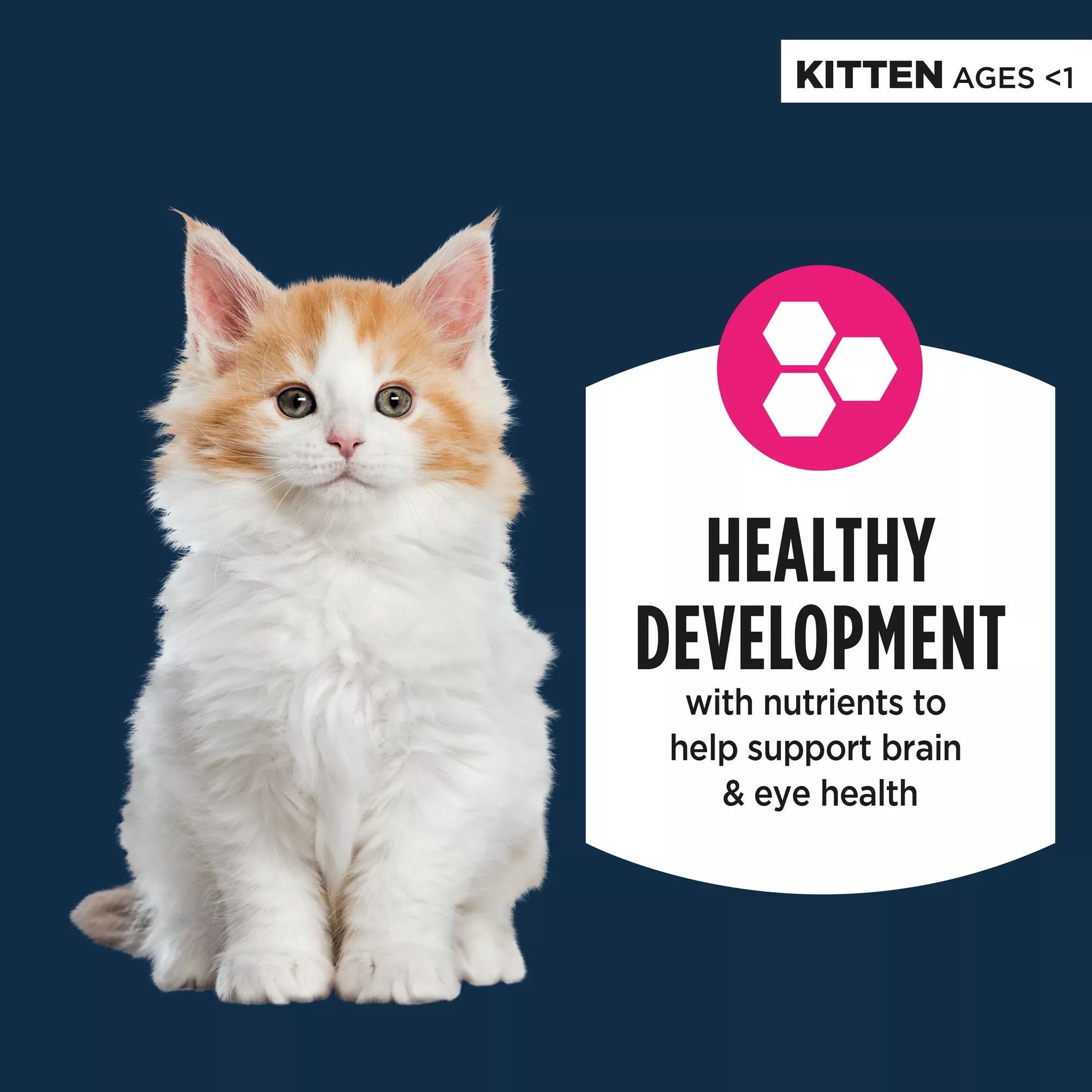 Authority Everyday Health Kitten Cat Wet Food - 5.5 Oz, Pate, With-Grain