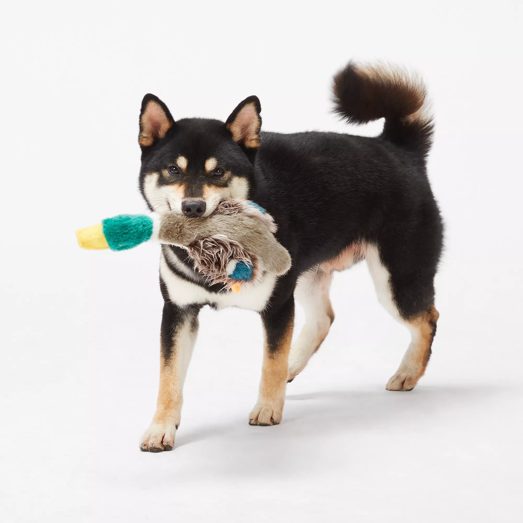 Joyhound Crazy Comfy Realistic Duck Dog Toy - Plush, Squeaker