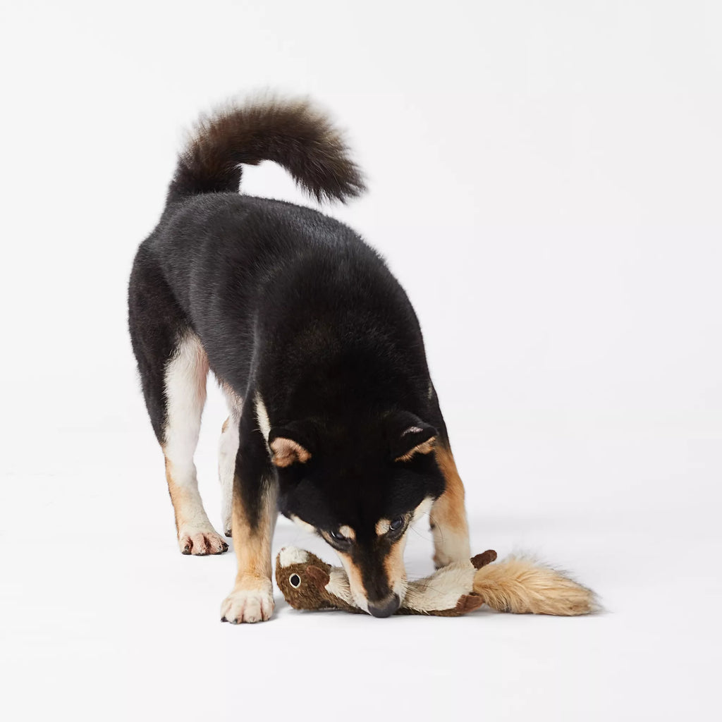 Joyhound Crazy Comfy Realistic Squirrel Flattie Dog Toy - Crinkle, Squeaker