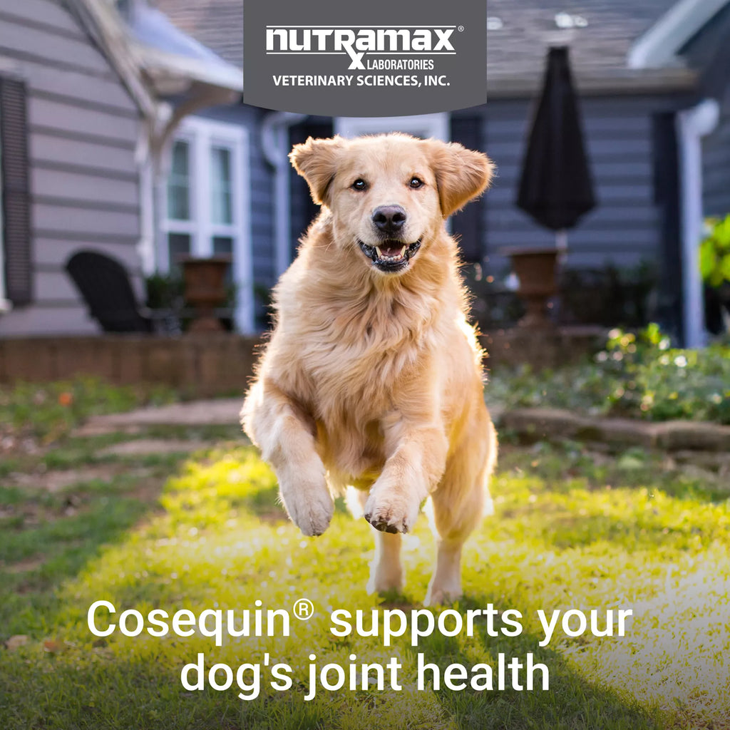Nutramax Cosequin DS Joint Health Supplement for Dogs - Soft Chews with MSM & Boswellia