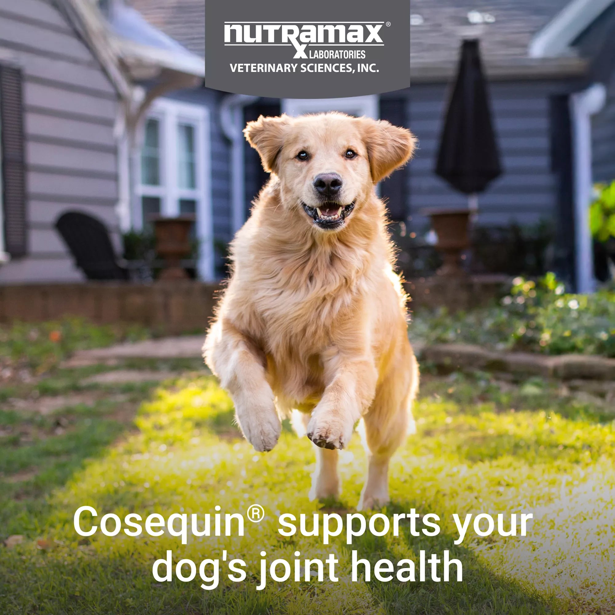 Nutramax Cosequin DS Joint Health Supplement for Dogs - Soft Chews with MSM & Boswellia