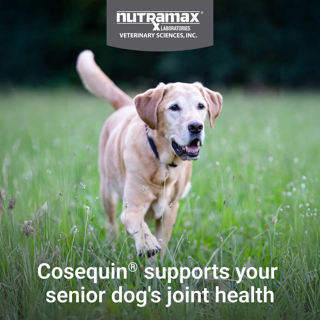Nutramax Cosequin Joint Health Supplement for Senior Dogs - Maximum Strength Soft Chews - 60 Count