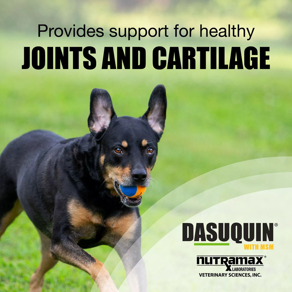 Nutramax Dasuquin with MSM - Soft Chew Joint Health Supplement for Large Dogs - 84 Count