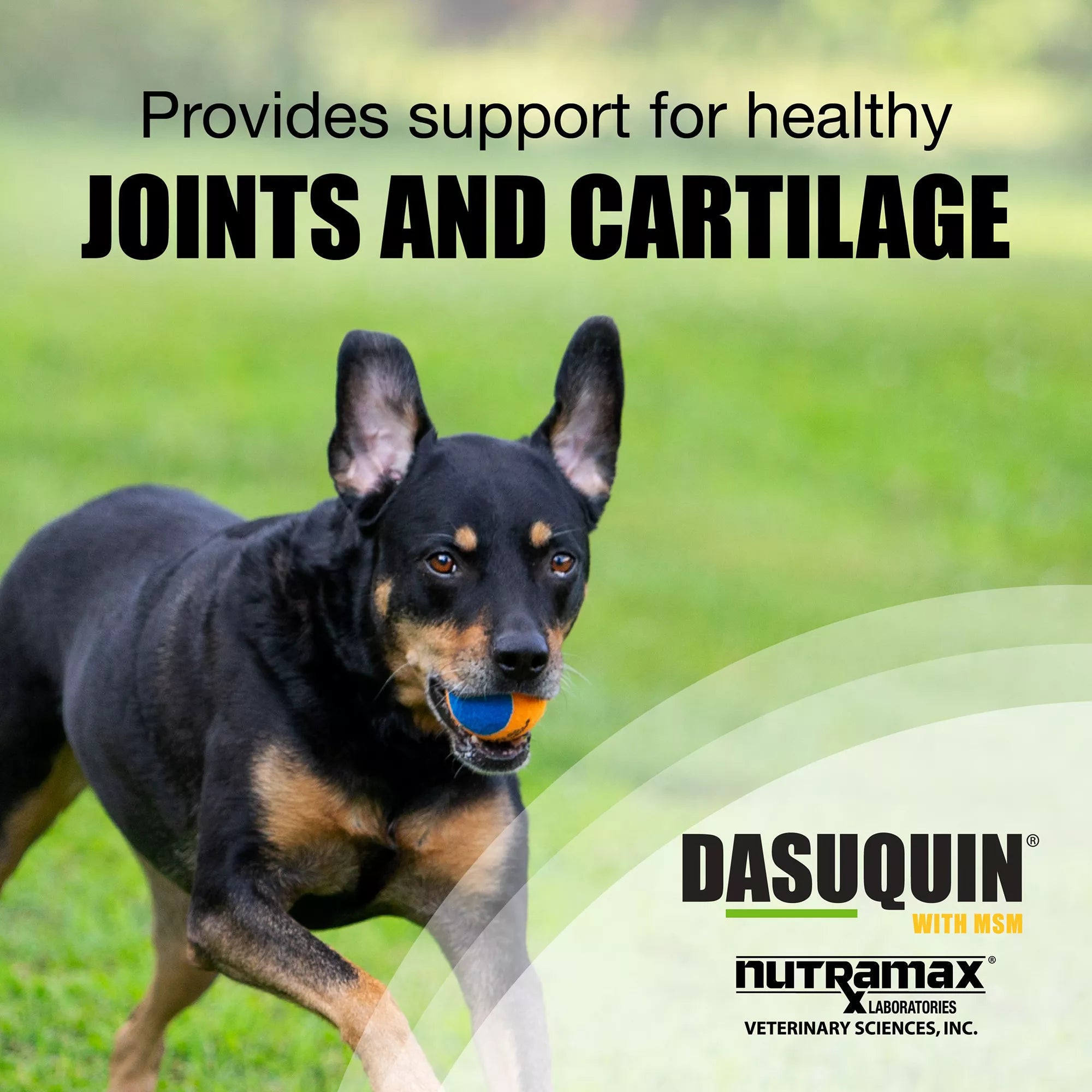 Nutramax Dasuquin with MSM - Soft Chew Joint Health Supplement for Large Dogs - 84 Count