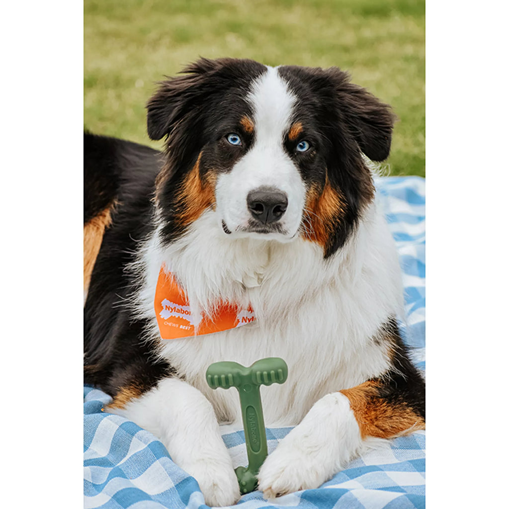 Nylabone Power Chew Durable Dog Toy, Bacon Flavor
