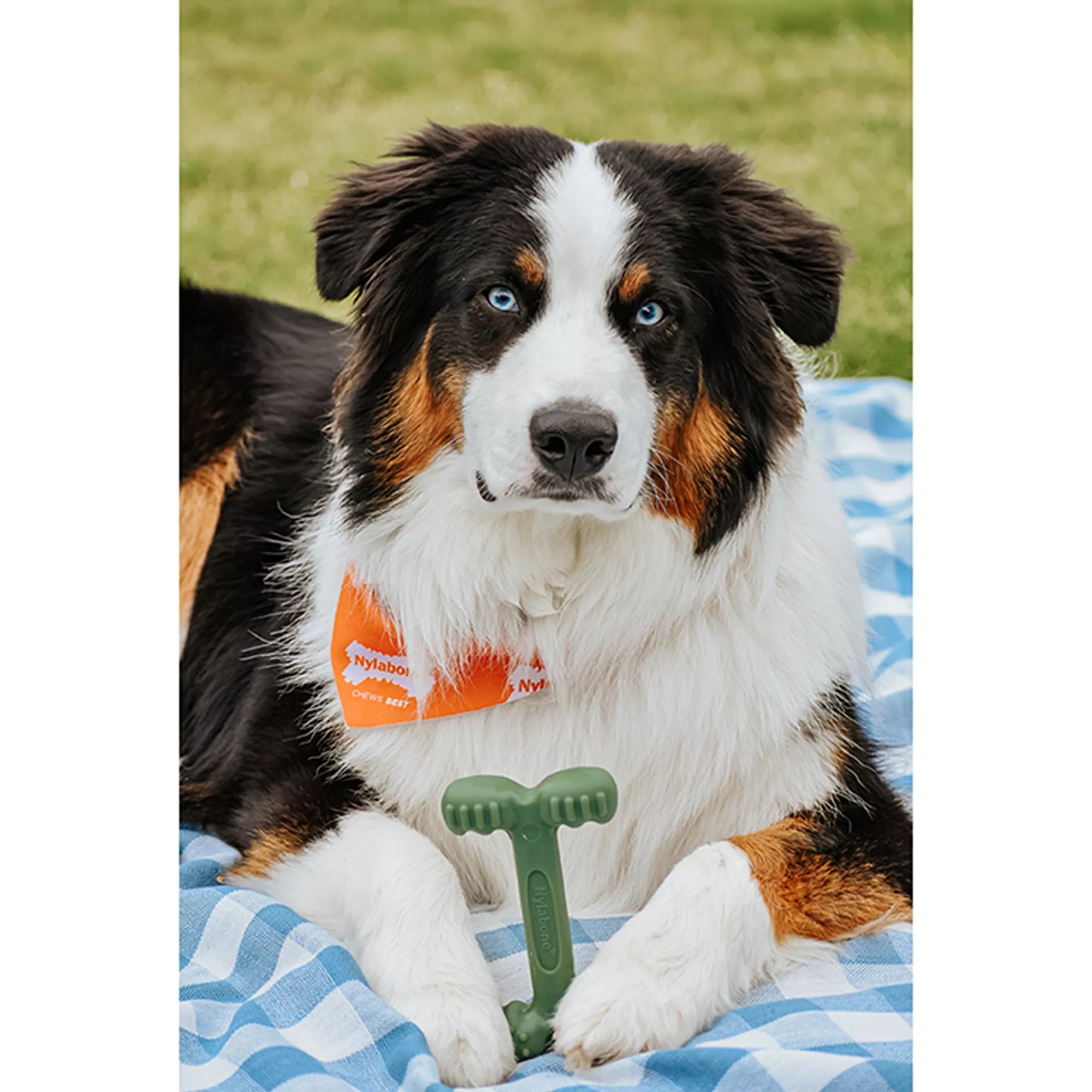 Nylabone Power Chew Durable Dog Toy, Bacon Flavor