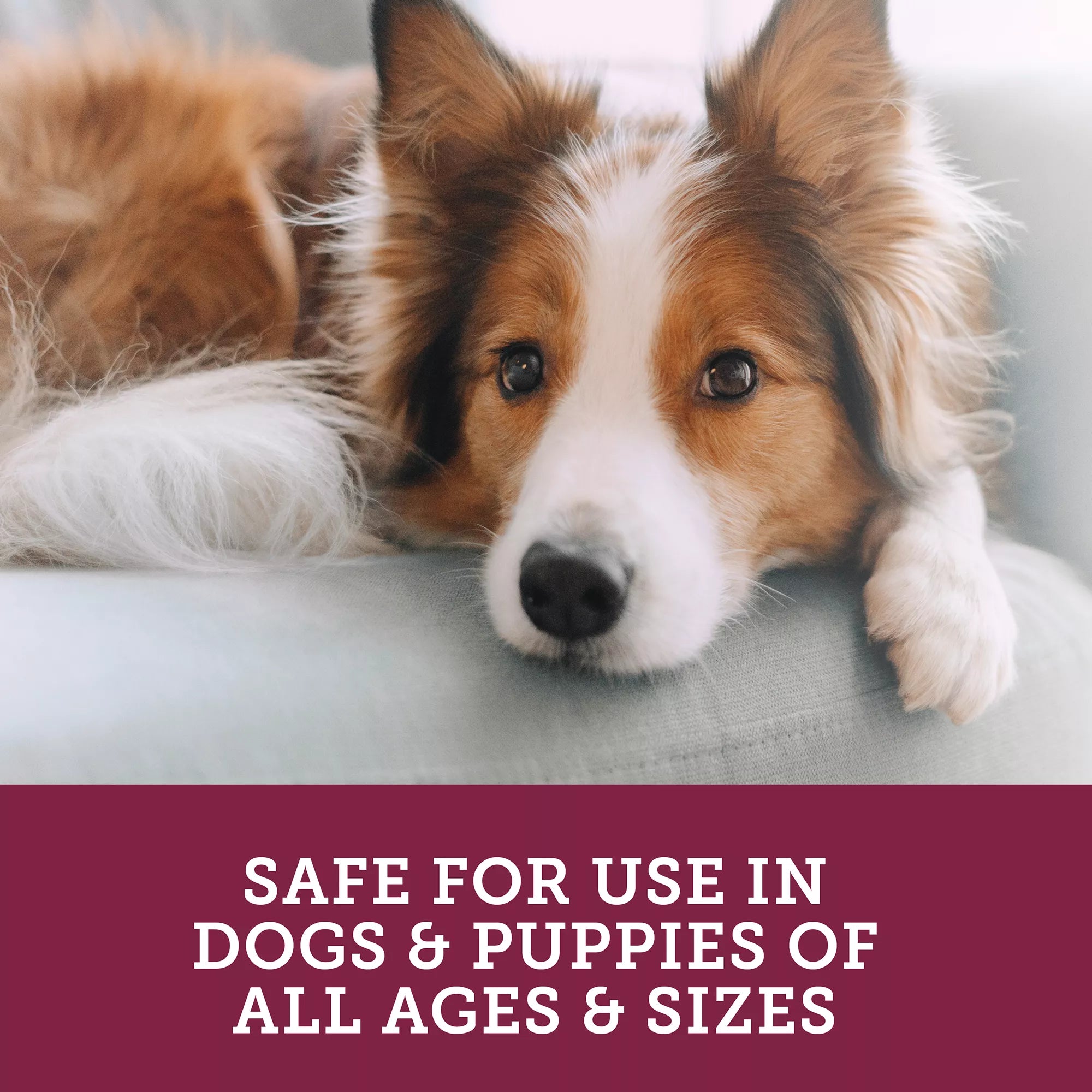 Vetality "Stop The Runs" 5g Chewables for Dogs - Probiotic & Degestive Supplement - 6 Count