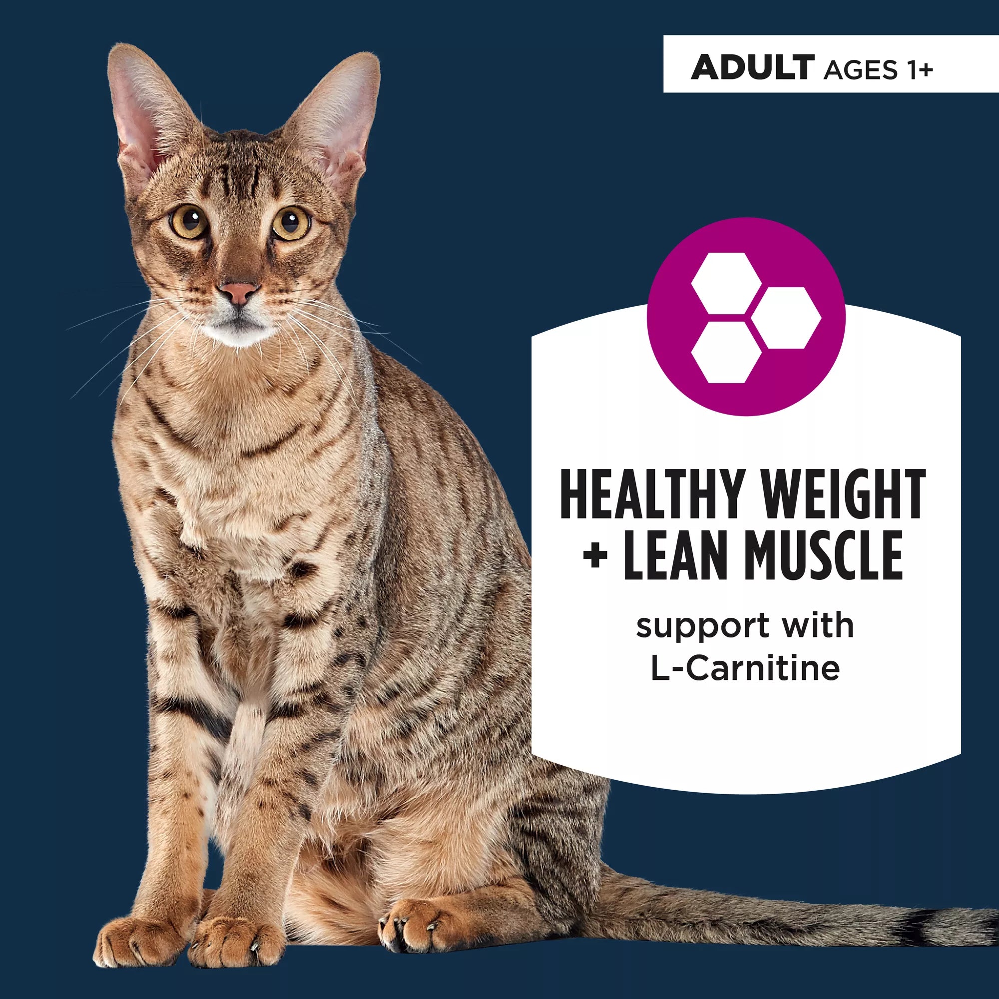 Authority Weight Management Cat Wet Food - 3 Oz, Pate, With-Grain