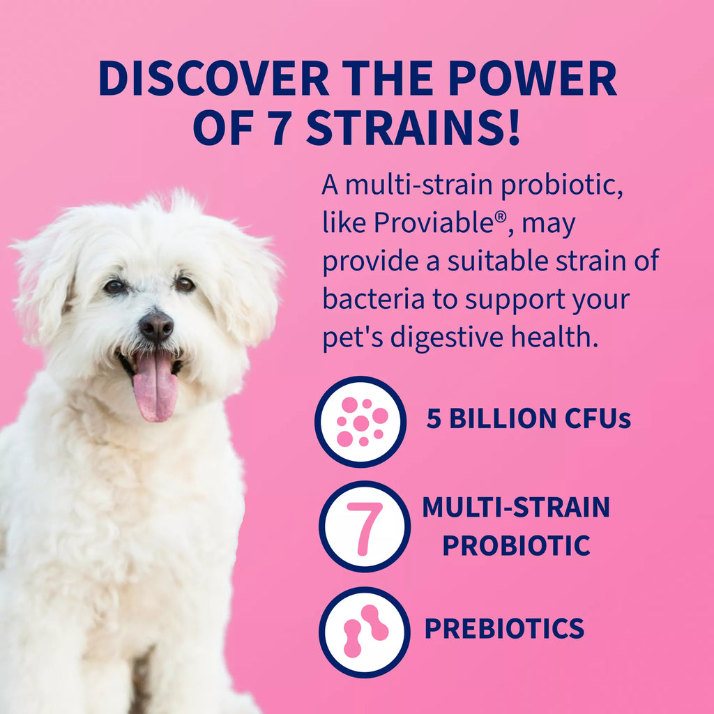 Nutramax Proviable-DC Digestive Supplement for Cats & Dogs