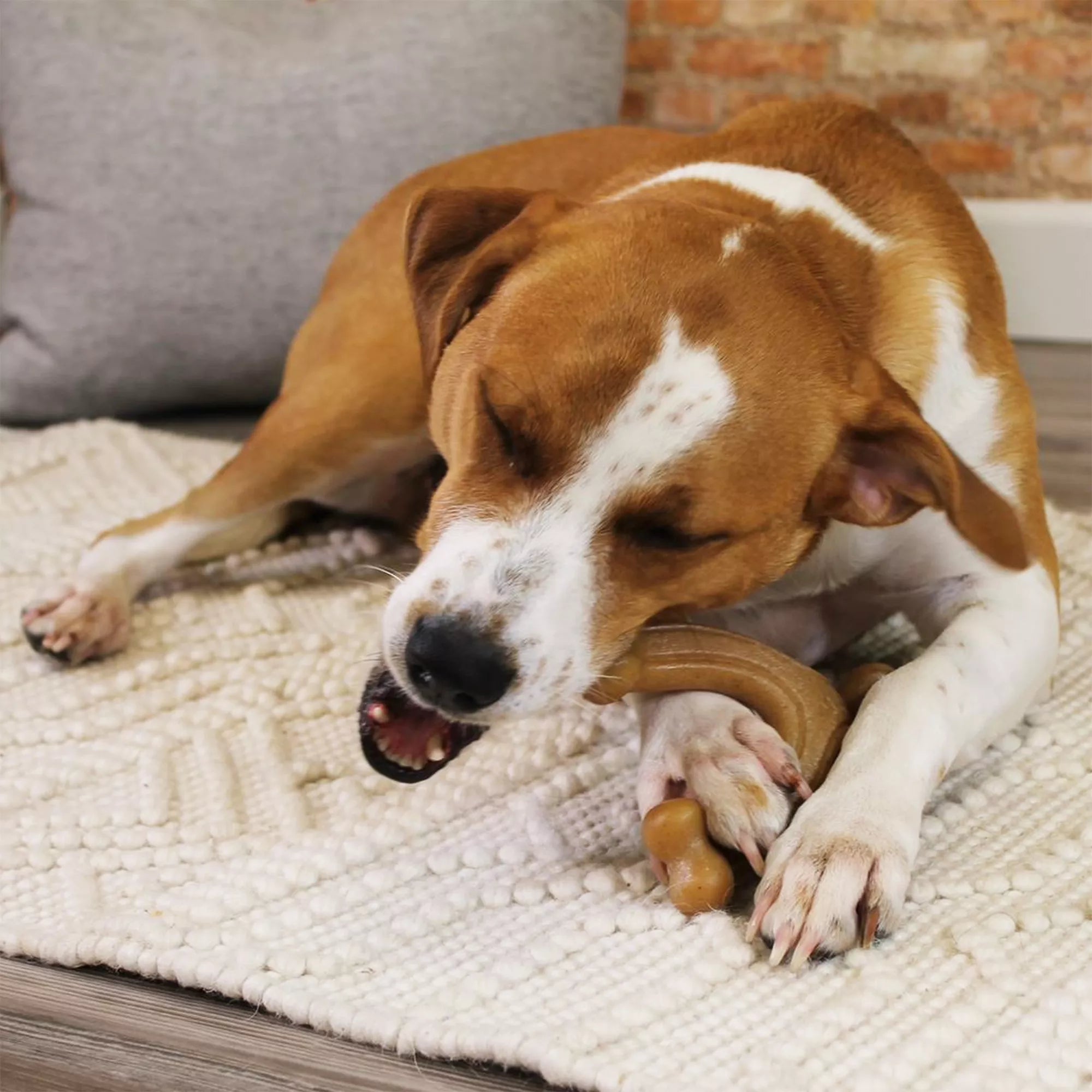Nylabone Gourmet Wishbone Chew Dog Toy - Bacon