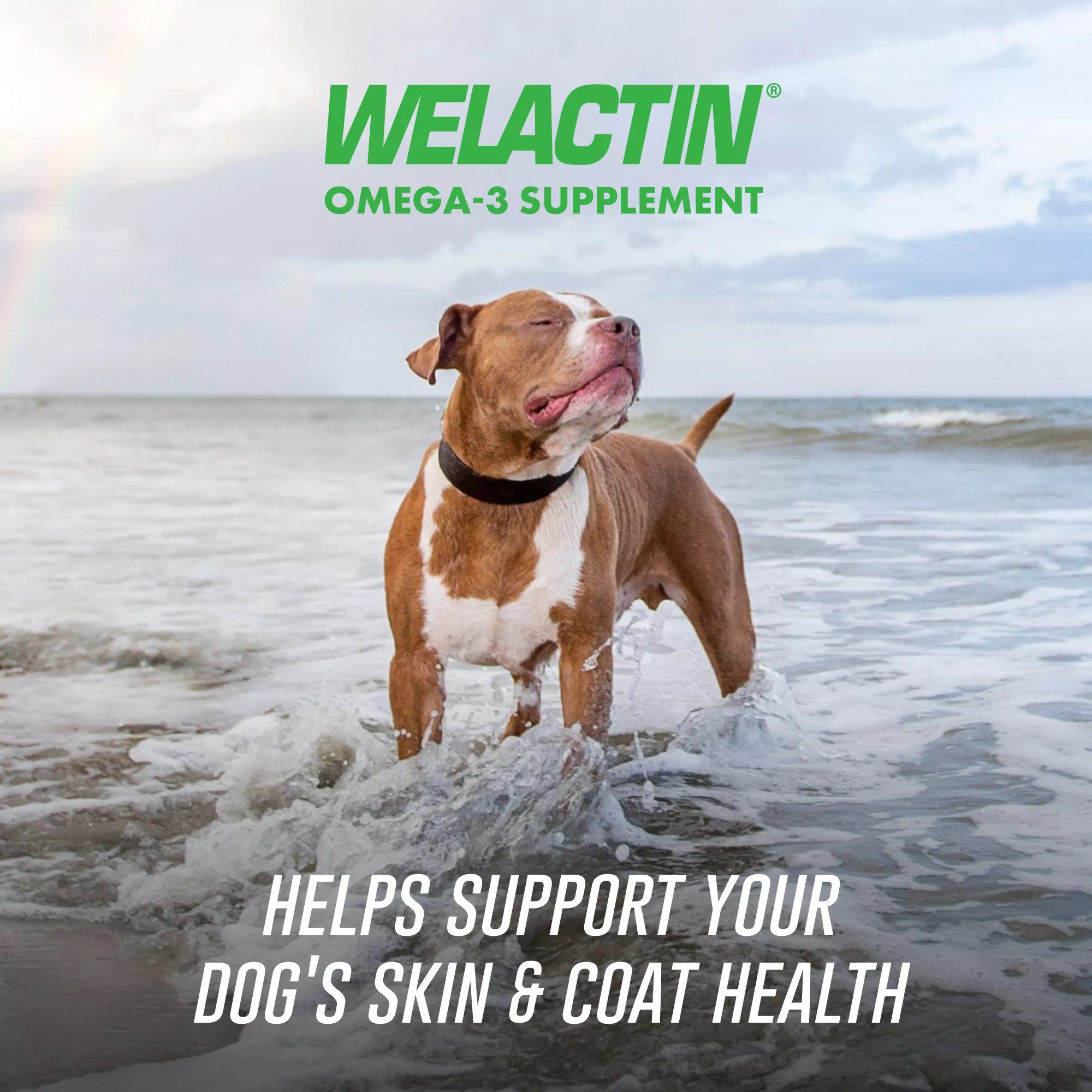 Nutramax Welactin Omega-3 Soft Chews