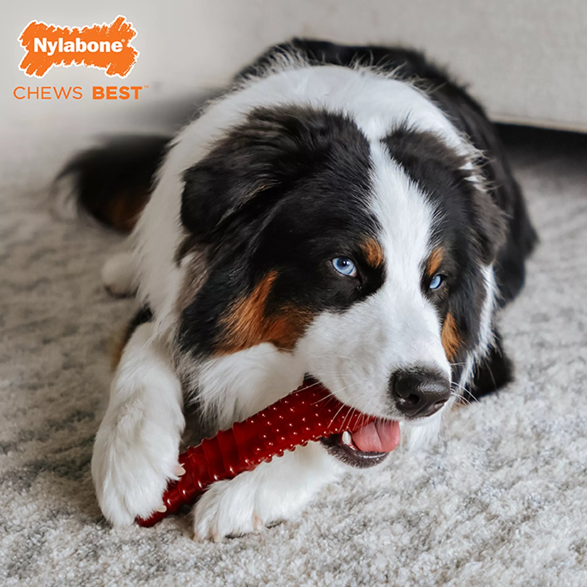 Nylabone Power Chew Basted Blast Dog Toy - Bacon & Steak Flavor