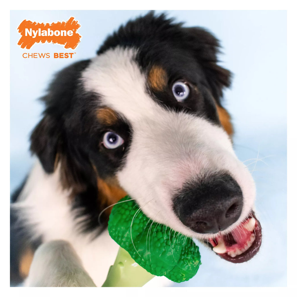 Nylabone Power Chew Broccoli "Brocc' On!" Dog Toy - Bacon & Cheese Flavor