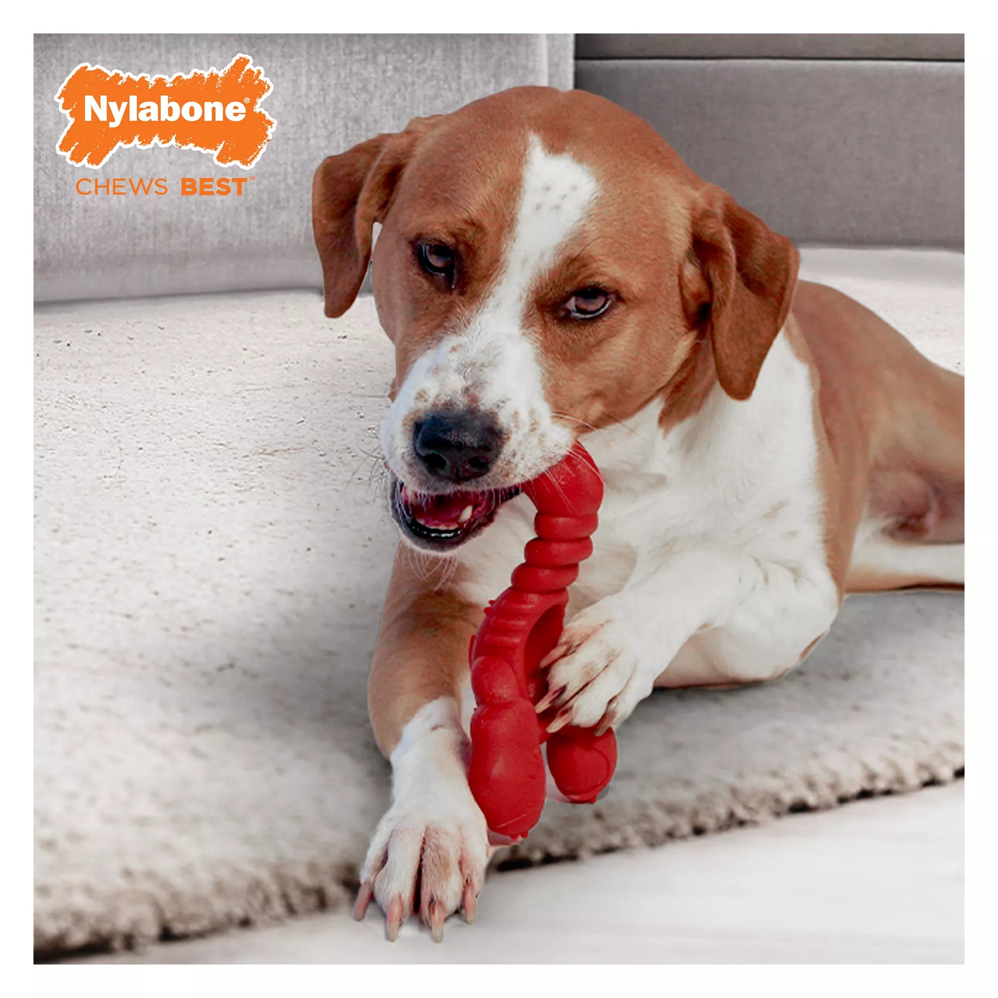 Nylabone Power Chew Lobster Dog Toy, Filet Mignon Flavor