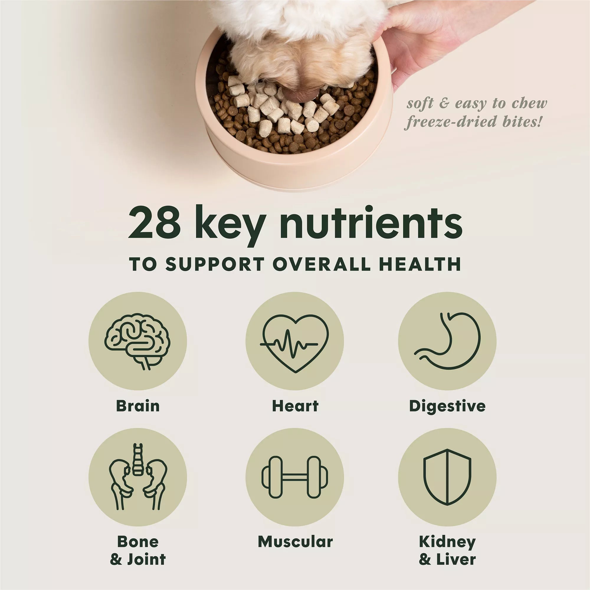 Instinct Raw Boost Mixers Multivitamin Freeze-Dried Adult Dog Food Topper - Raw, Grain-Free Pet Food, Beef