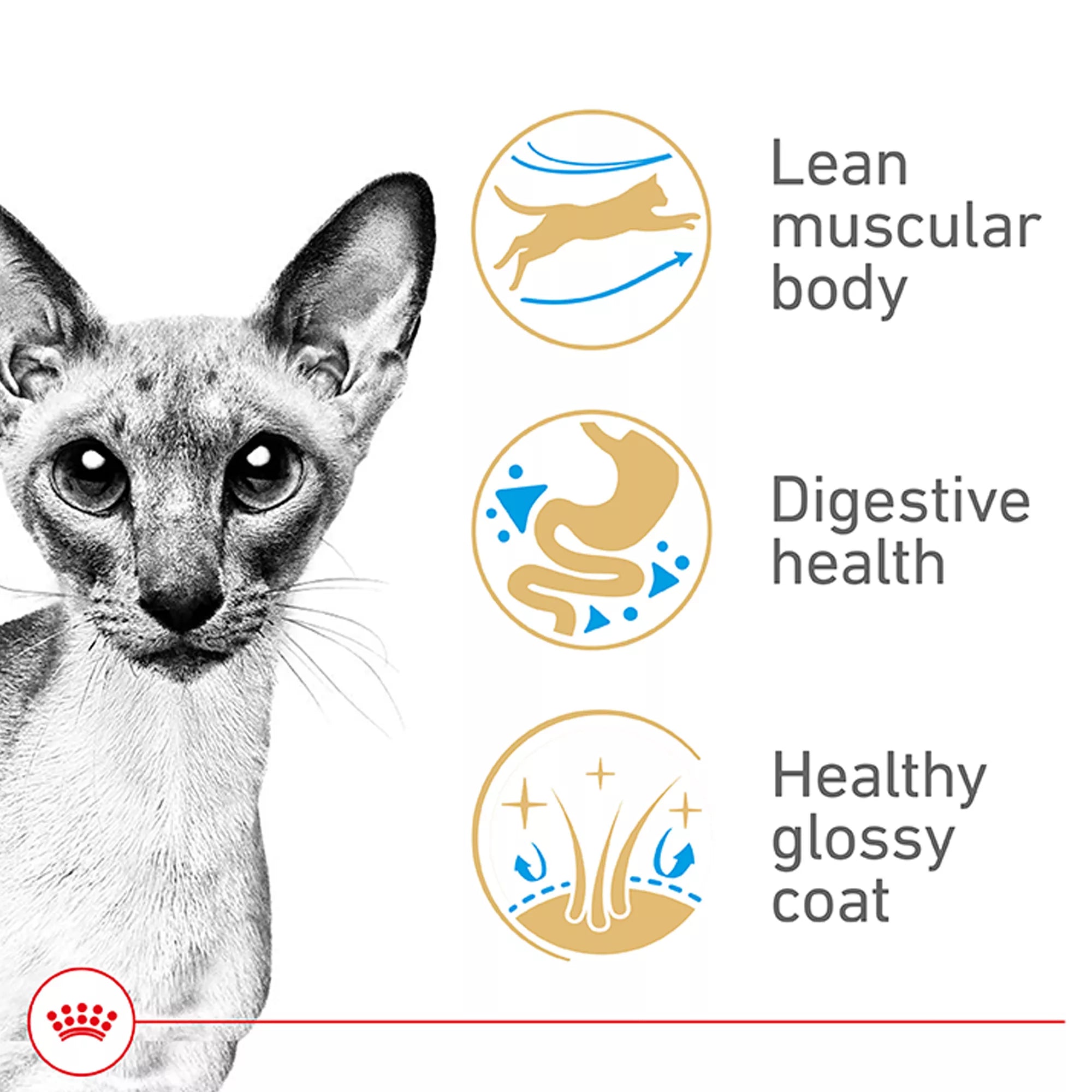 Royal Canin Siamese Dry Cat Food 6LB