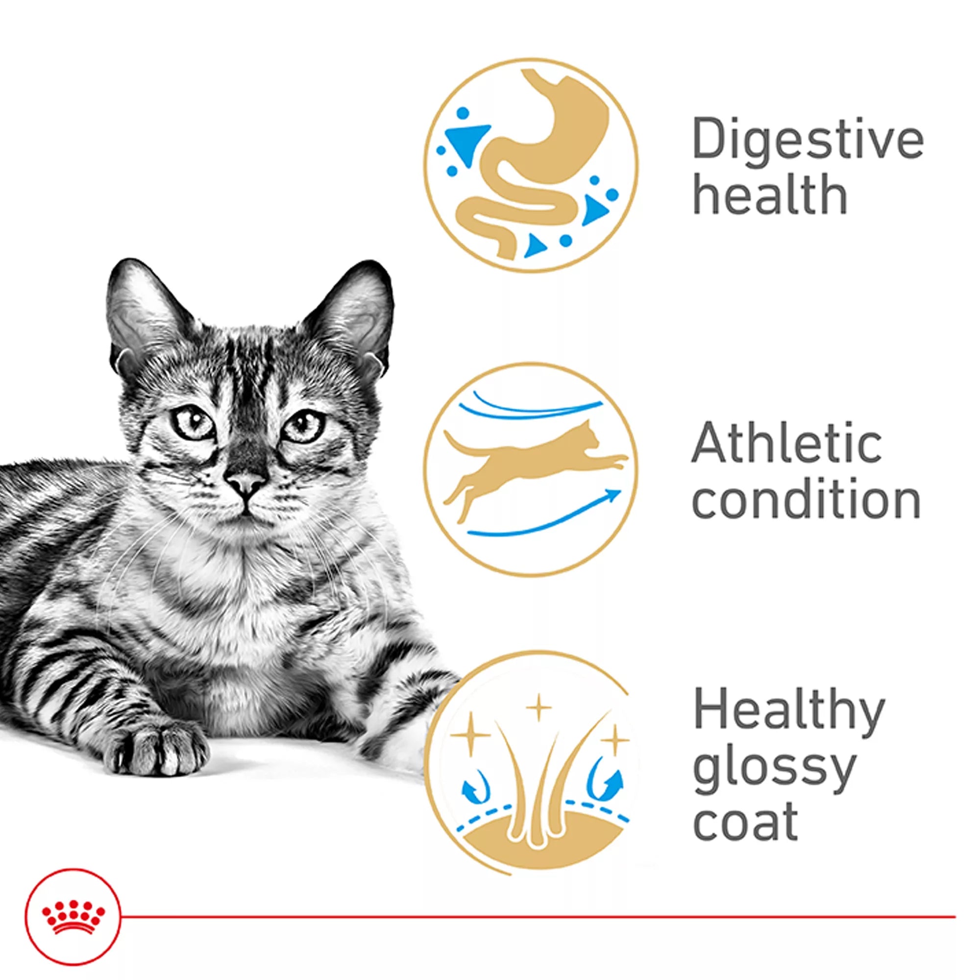 Royal Canin Bengal Adult Cat Food 7LB