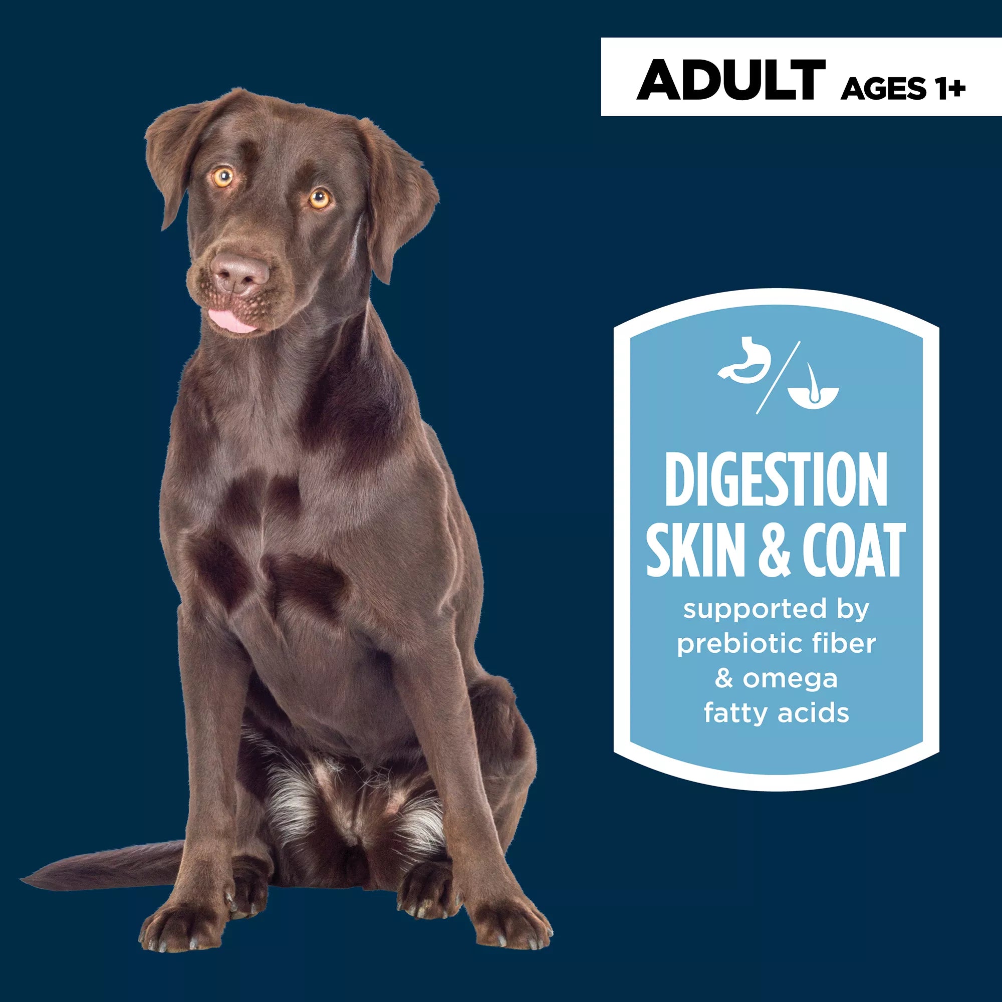 Authority Sensitive Skin & Stomach Food Turkey Entree Adult Wet Dog Food - 13 oz
