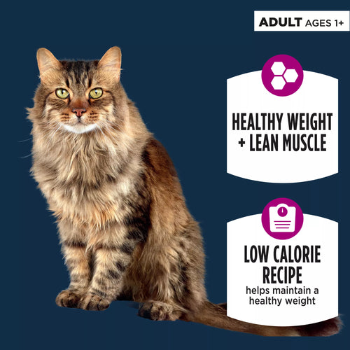 Authority Healthy Weight Adult Cat Food - Chicken & Rice