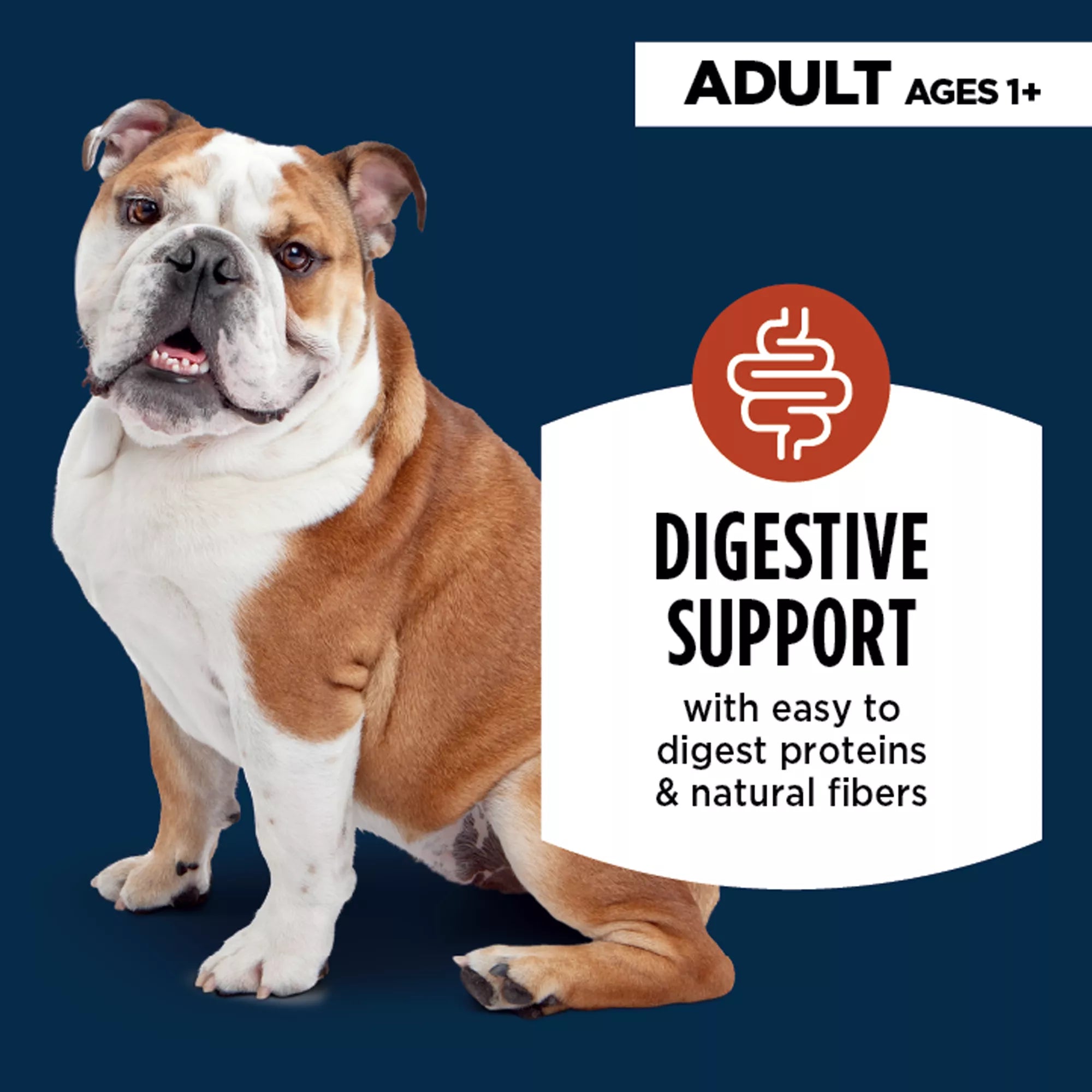 Authority Digestive Support Adult Wet Dog Food - Chicken with Pumpkin, 10 oz