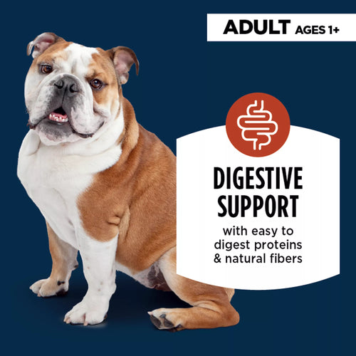 Authority Digestive Support Adult Wet Dog Food - Chicken with Pumpkin, 10 oz