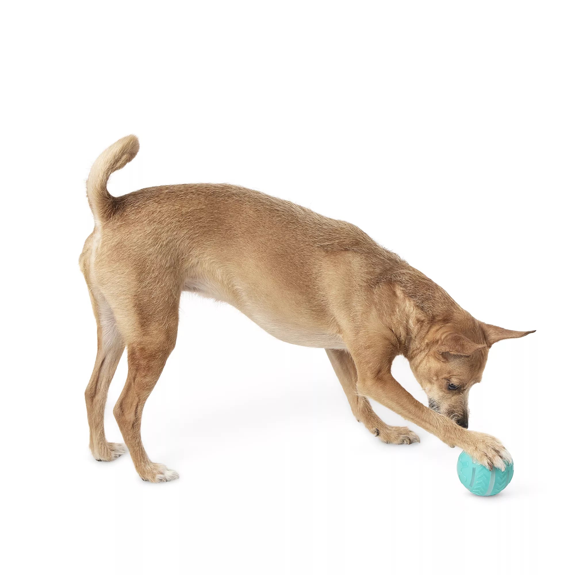 Joyhound Electronic Spinning Ball Dog Toy