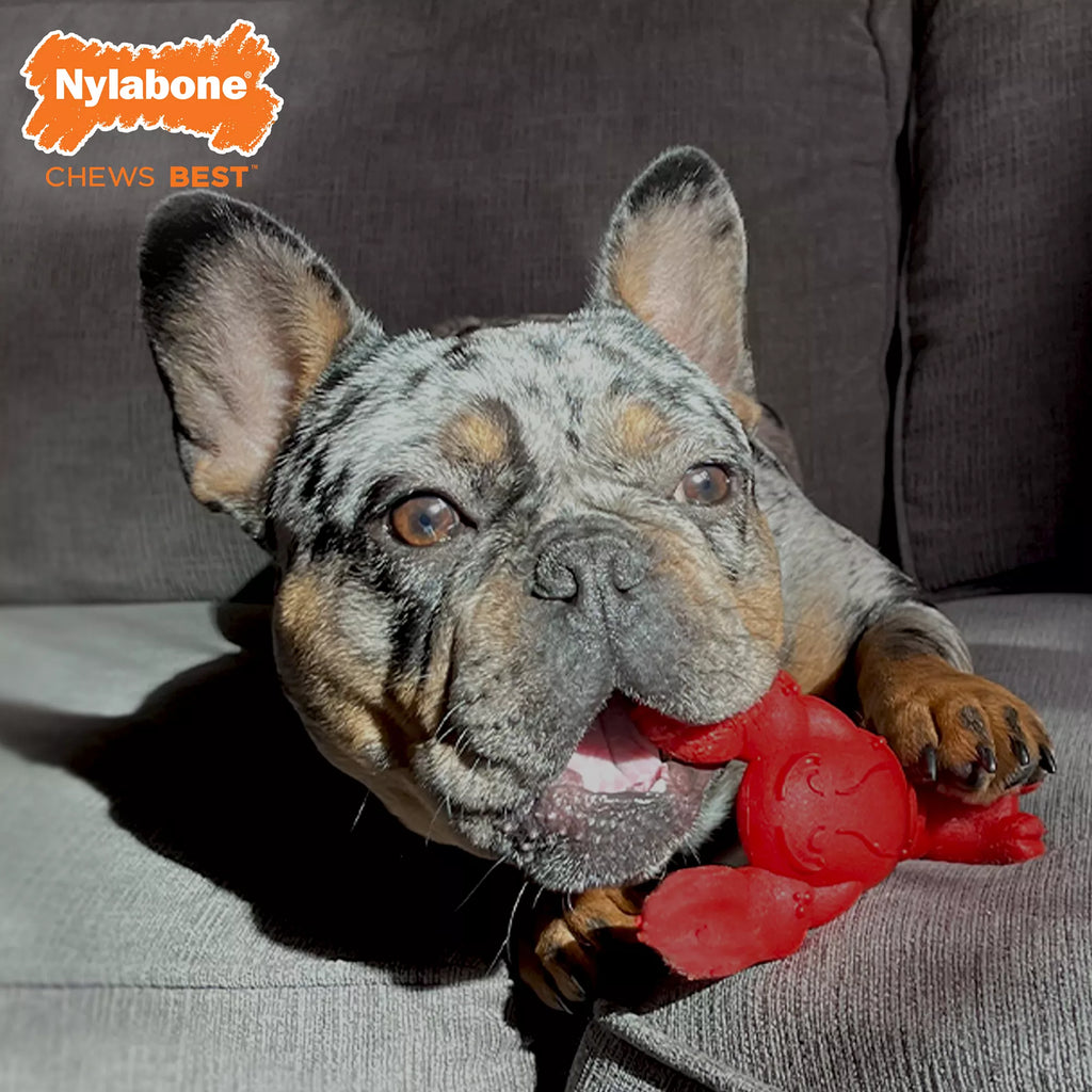 Nylabone Power Chew Lobster Dog Toy