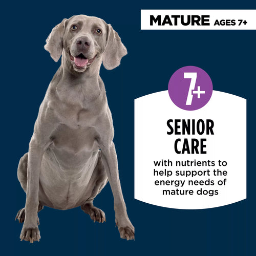 Authority Chicken & Vegetable Entree Senior 7+ Wet Dog Food - Grain-Free Pet Food, 5.5 oz